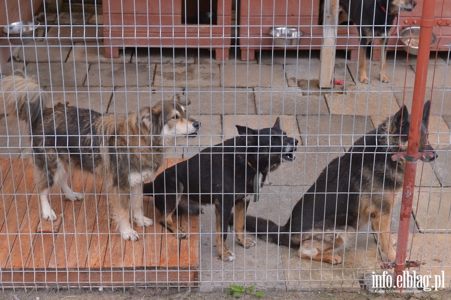 Otoz Animals - Schronisko dla zwierzakw, fot. 17