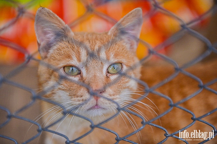 Otoz Animals - Schronisko dla zwierzakw, fot. 38