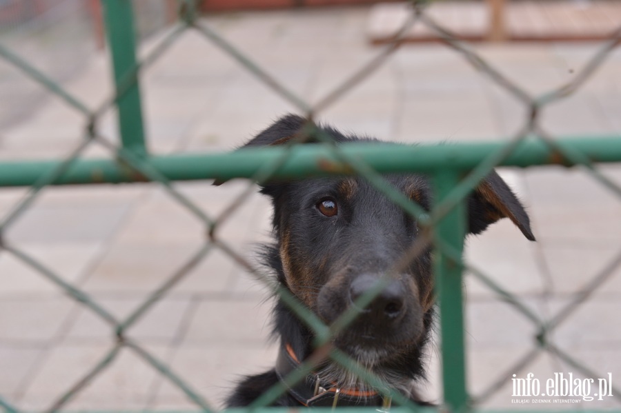 Otoz Animals - Schronisko dla zwierzakw, fot. 49