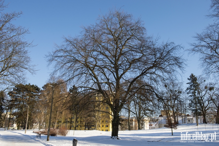 Park Modrzewie zimową porą..., fot. 9