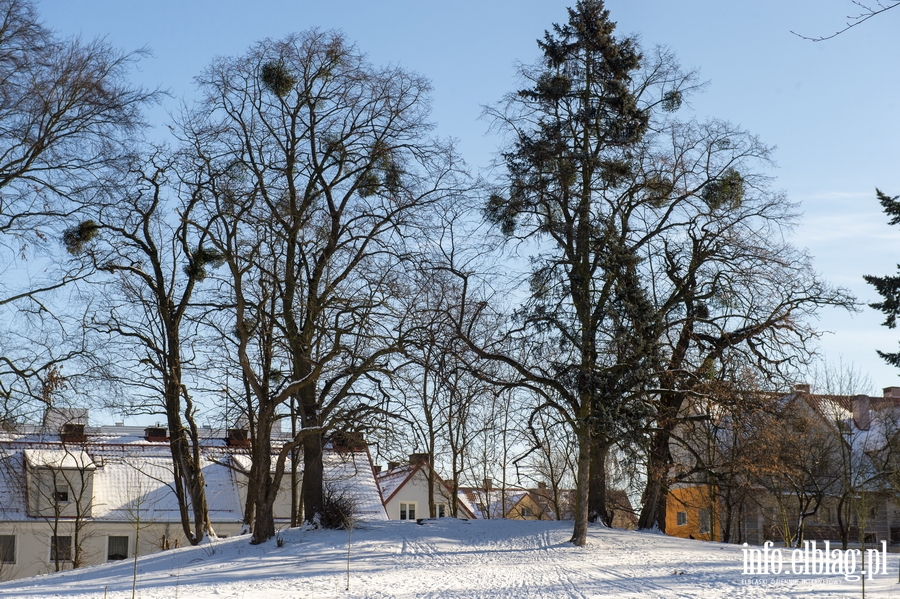 Park Modrzewie zimow por..., fot. 11