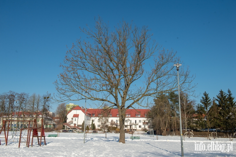 Park im. Generała Bolesława Nieczuja-Ostrowskiego zimową porą, fot. 15