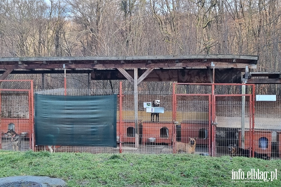 Schronisko dla zwierząt w Elblągu , fot. 25