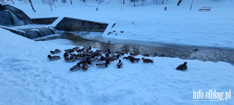 Boże Narodzenie w Elblągu w zimowej szacie, fot. 40