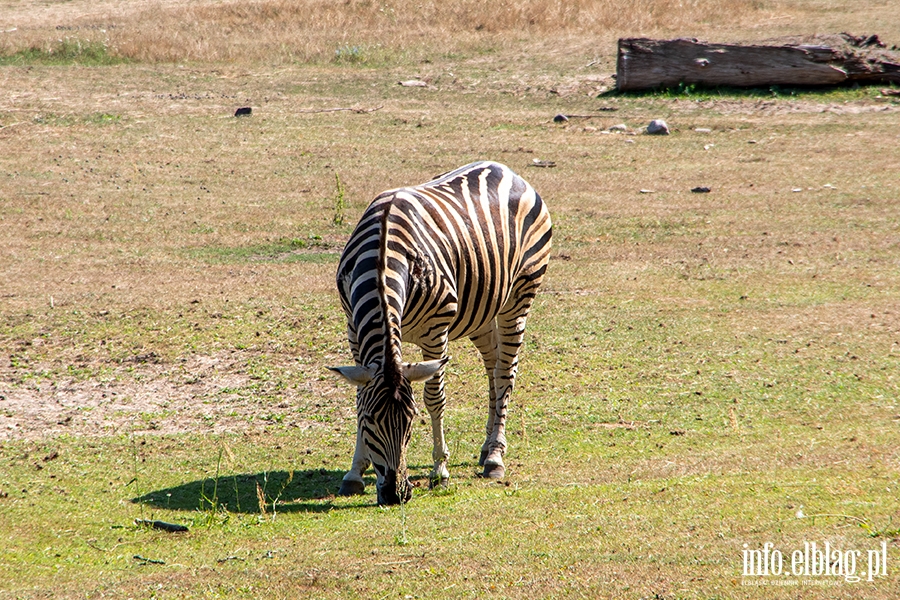 Weekendowy wypad do ZOO w Oliwie, fot. 75