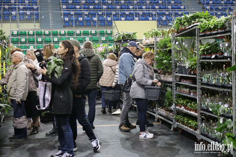  Kilka tysicy elblan przybyo na Festiwal Rolin, fot. 2