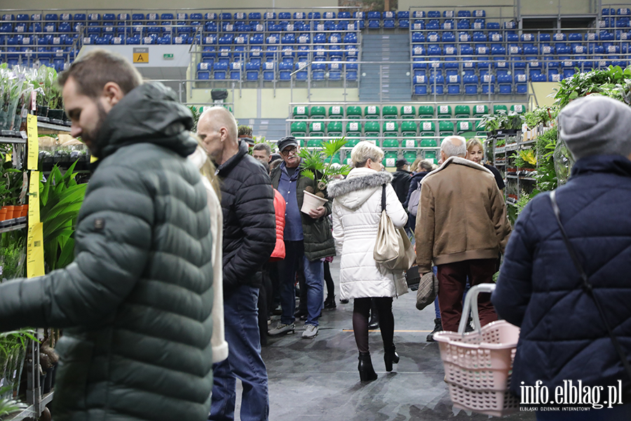  Kilka tysicy elblan przybyo na Festiwal Rolin, fot. 27