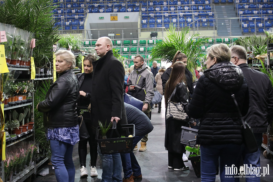  Kilka tysicy elblan przybyo na Festiwal Rolin, fot. 28