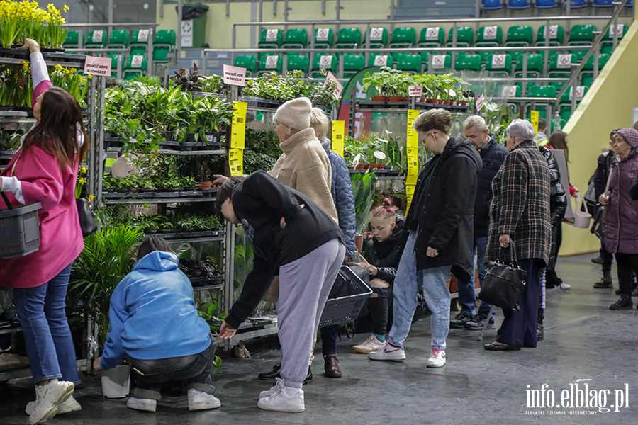  Kilka tysicy elblan przybyo na Festiwal Rolin, fot. 36