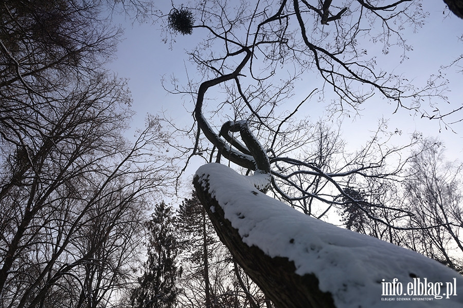 Elbląg- Pierwszy śnieg tej zimy, fot. 14
