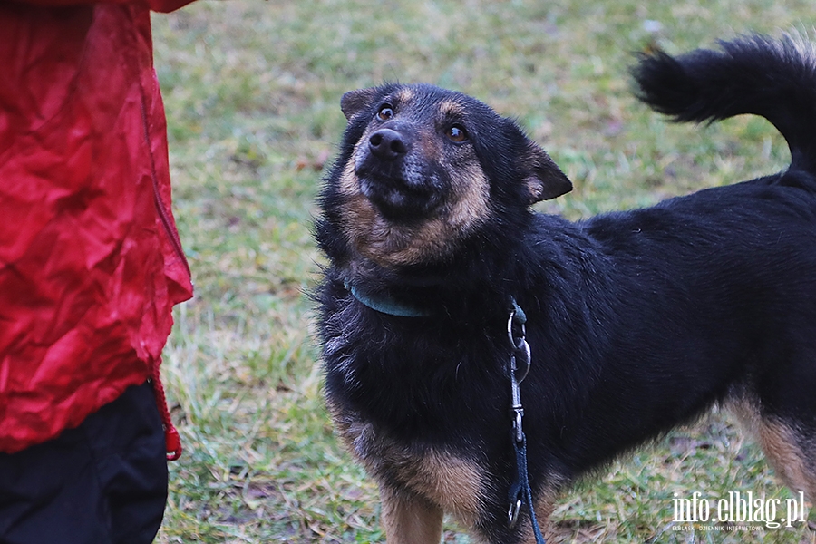 Marcowy Bieg na 6 łap, fot. 18