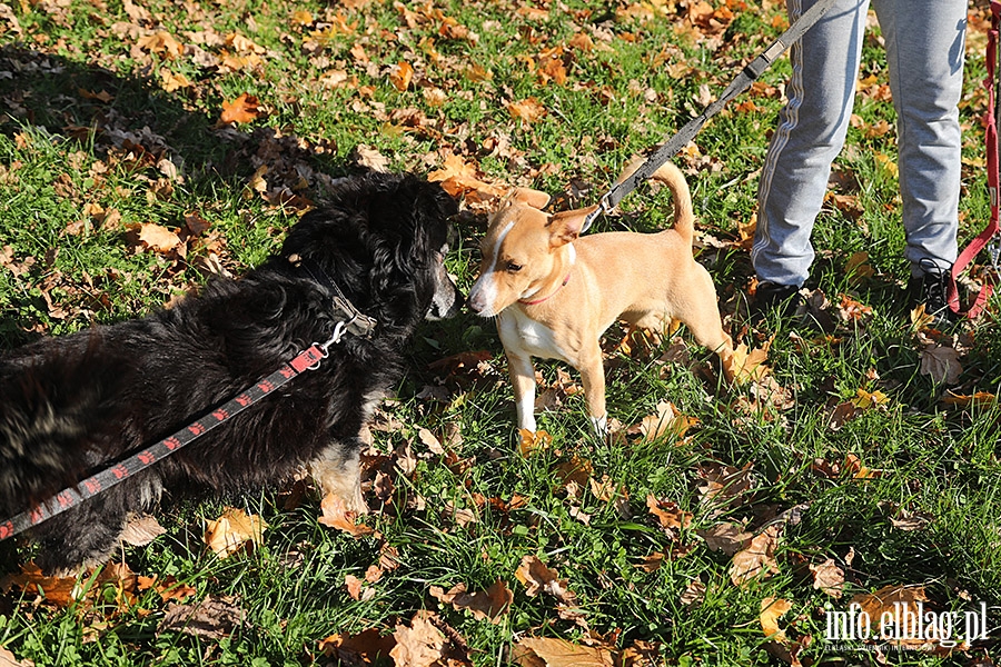 Listopadowy Bieg na 6 ap, fot. 9