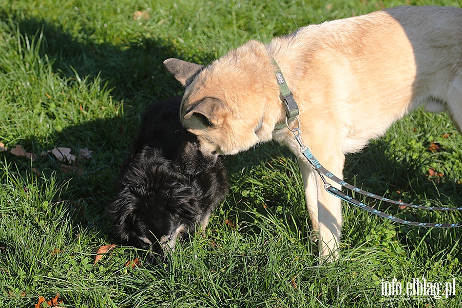 Listopadowy Bieg na 6 ap, fot. 12