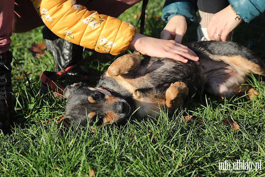 Listopadowy Bieg na 6 ap, fot. 21