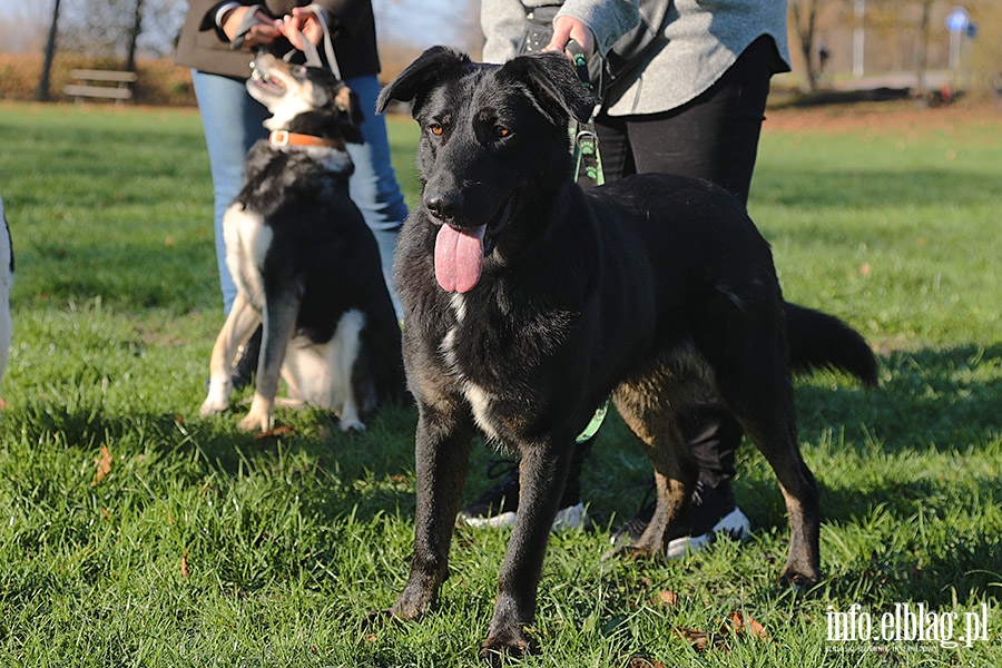 Listopadowy Bieg na 6 ap, fot. 23