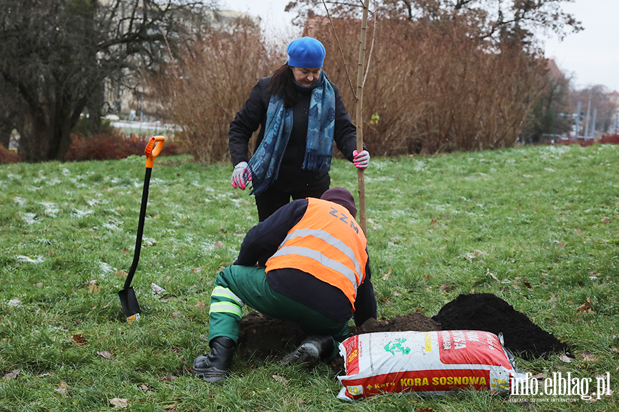 Sadzenie drzew, fot. 1