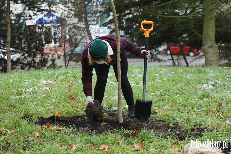 Sadzenie drzew, fot. 2