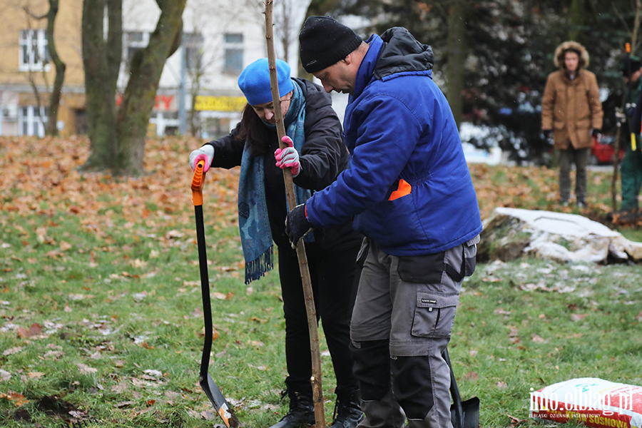 Sadzenie drzew, fot. 4