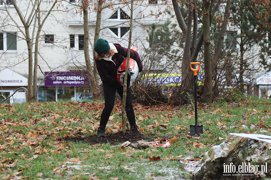 Sadzenie drzew, fot. 5