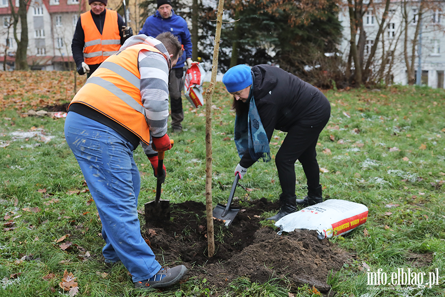 Sadzenie drzew, fot. 6