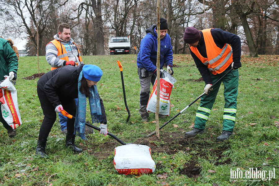 Sadzenie drzew, fot. 8