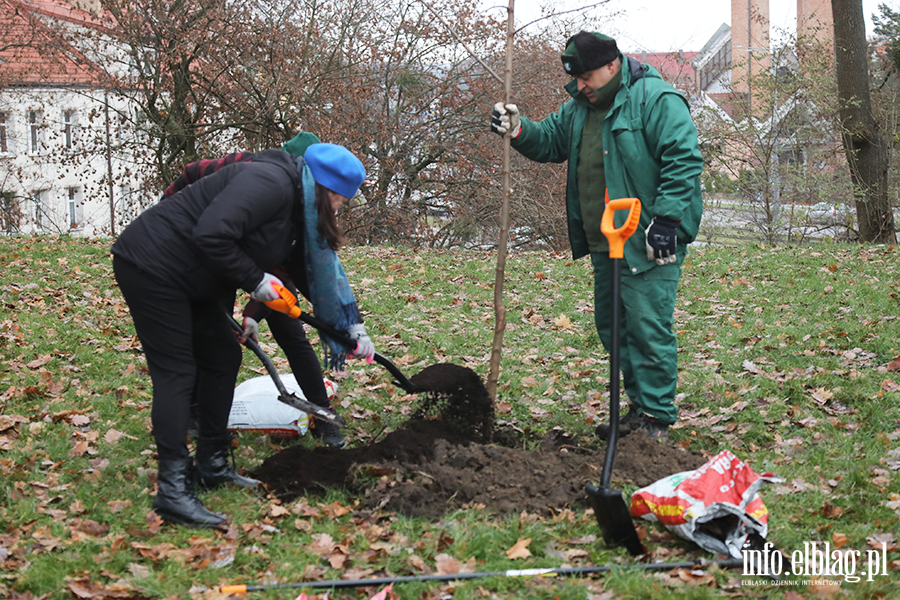 Sadzenie drzew, fot. 10
