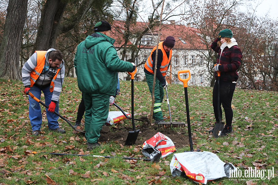 Sadzenie drzew, fot. 12