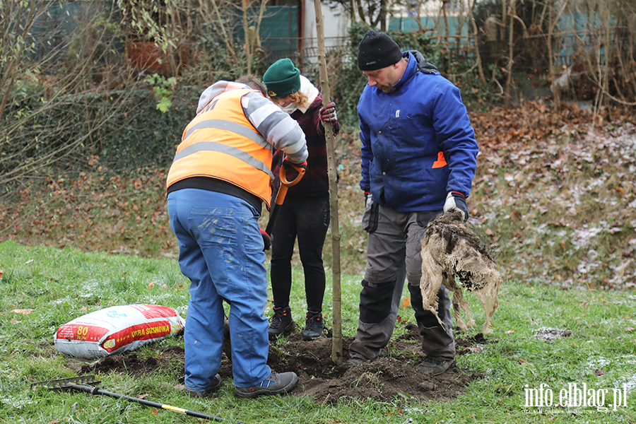 Sadzenie drzew, fot. 13