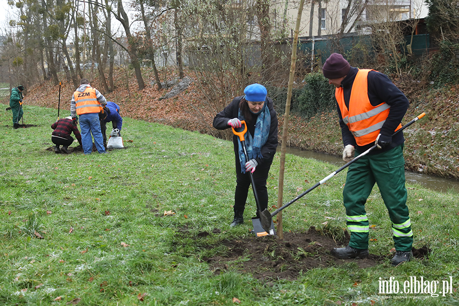 Sadzenie drzew, fot. 14