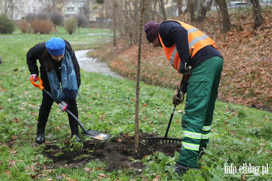 Sadzenie drzew, fot. 16