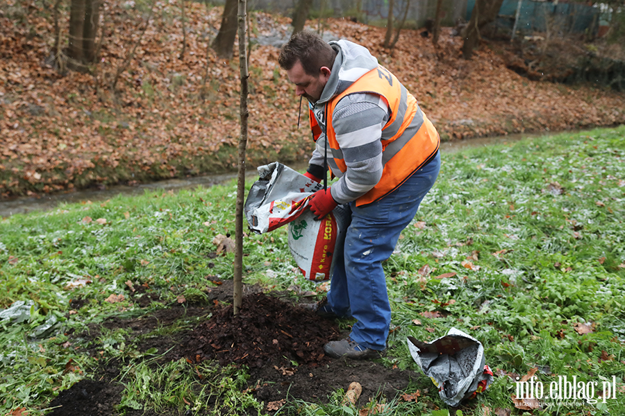 Sadzenie drzew, fot. 18