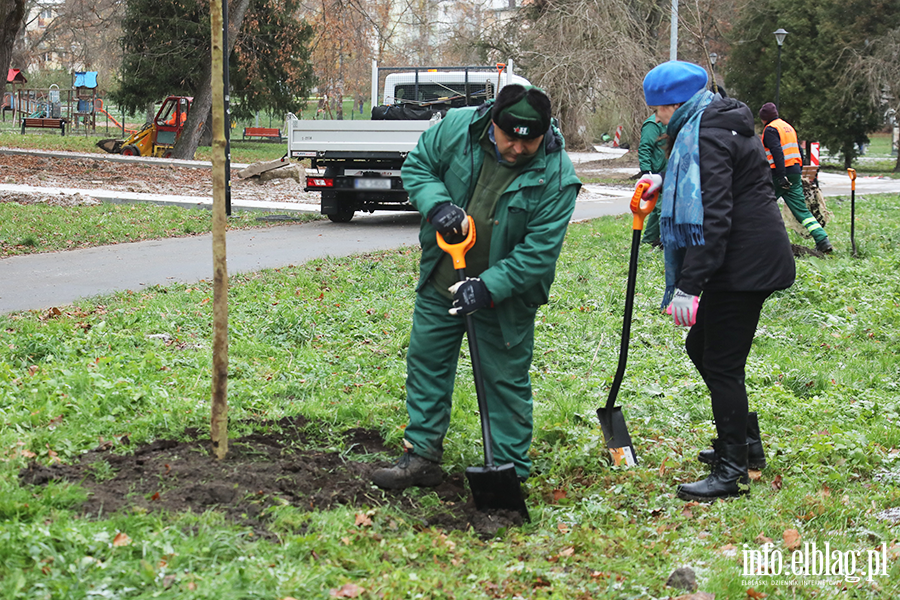 Sadzenie drzew, fot. 19