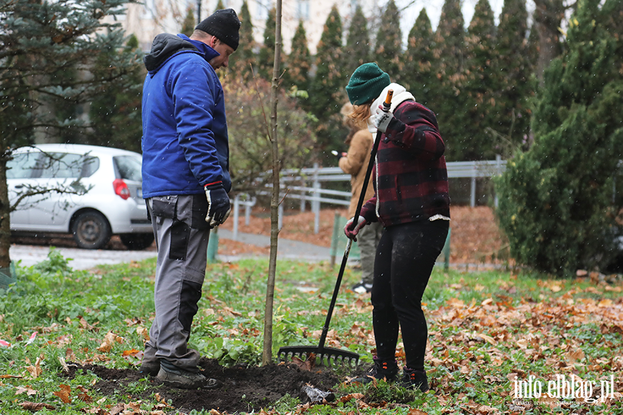 Sadzenie drzew, fot. 21