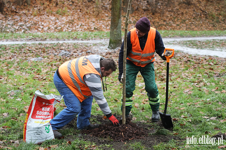 Sadzenie drzew, fot. 22