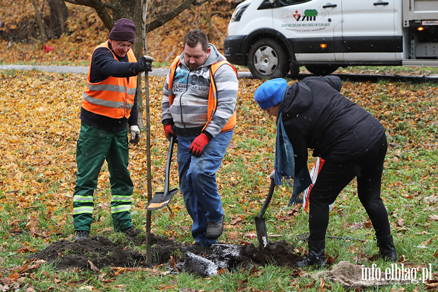 Sadzenie drzew, fot. 24