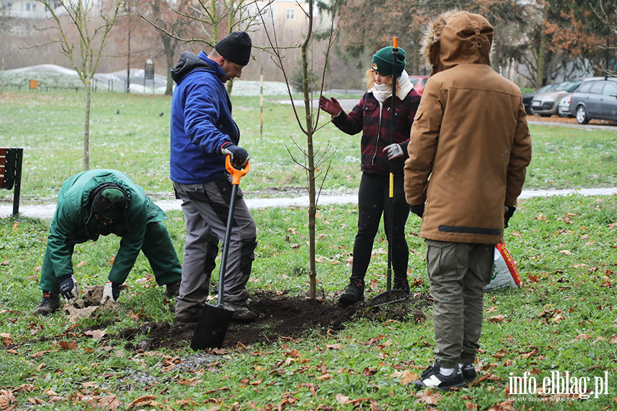 Sadzenie drzew, fot. 25