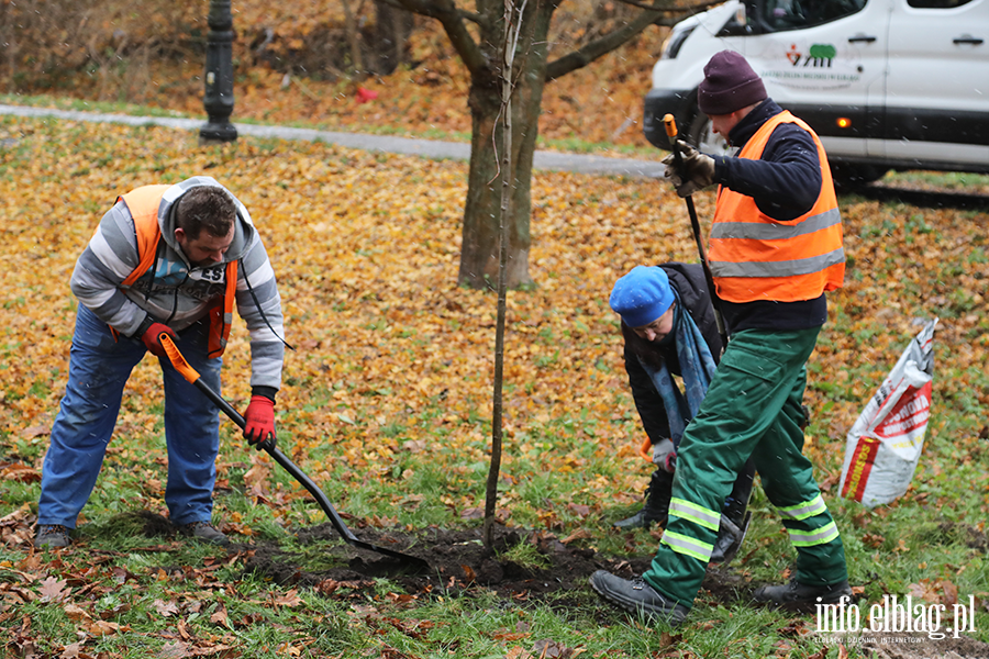 Sadzenie drzew, fot. 26