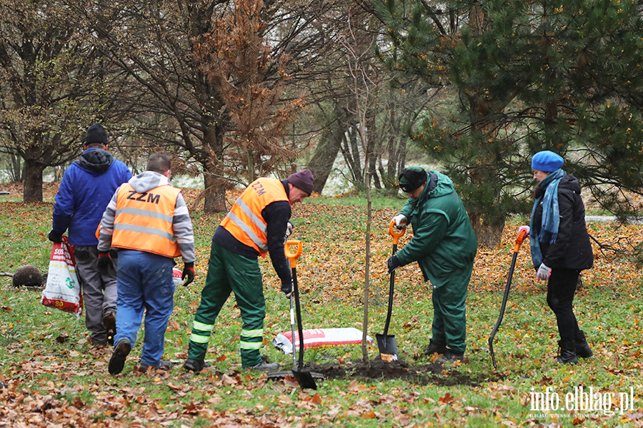 Sadzenie drzew, fot. 27