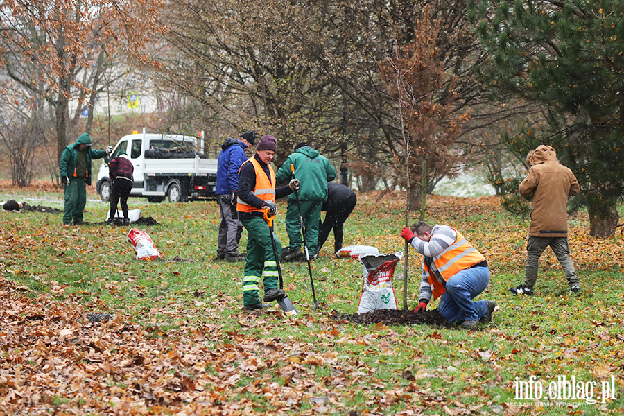 Sadzenie drzew, fot. 28