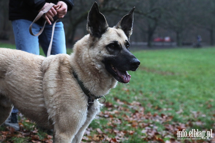 Mikoajkowy Bieg na 6 ap, fot. 2