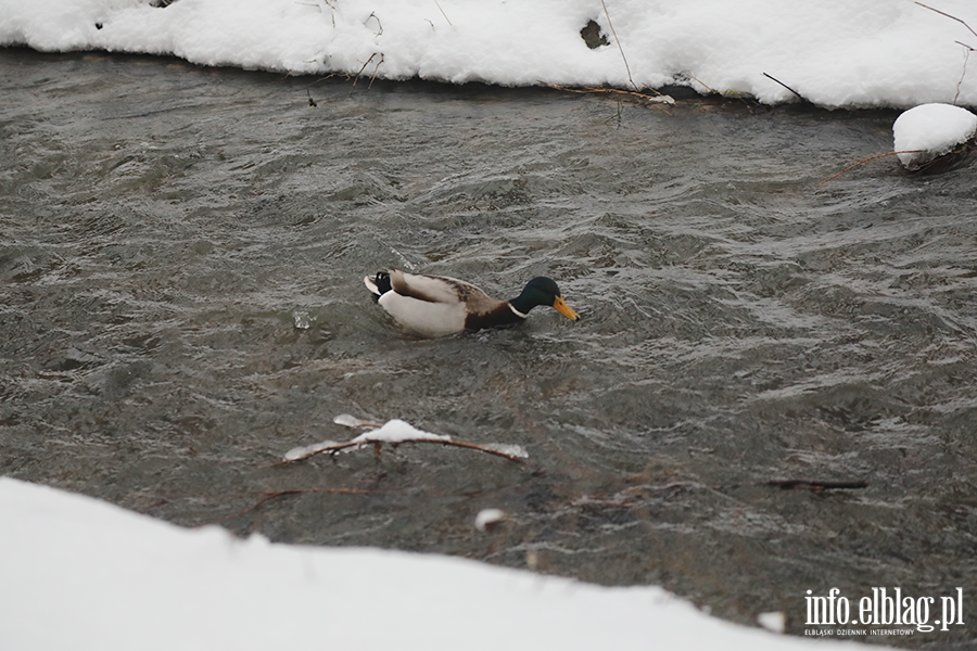 Park dolinka w zimowy wydaniu, fot. 15