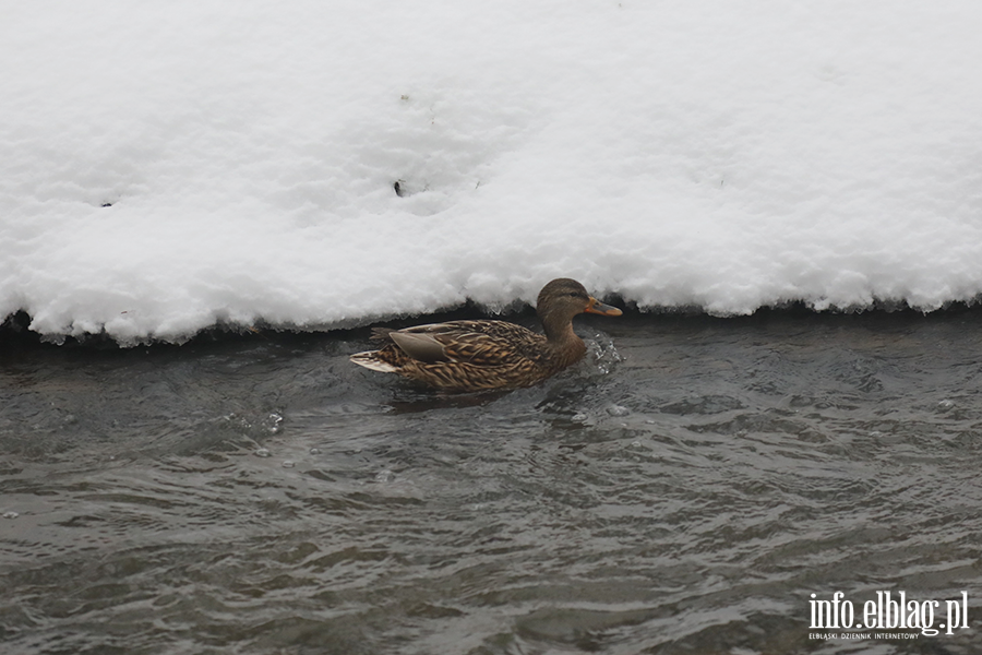 Park dolinka w zimowy wydaniu, fot. 16