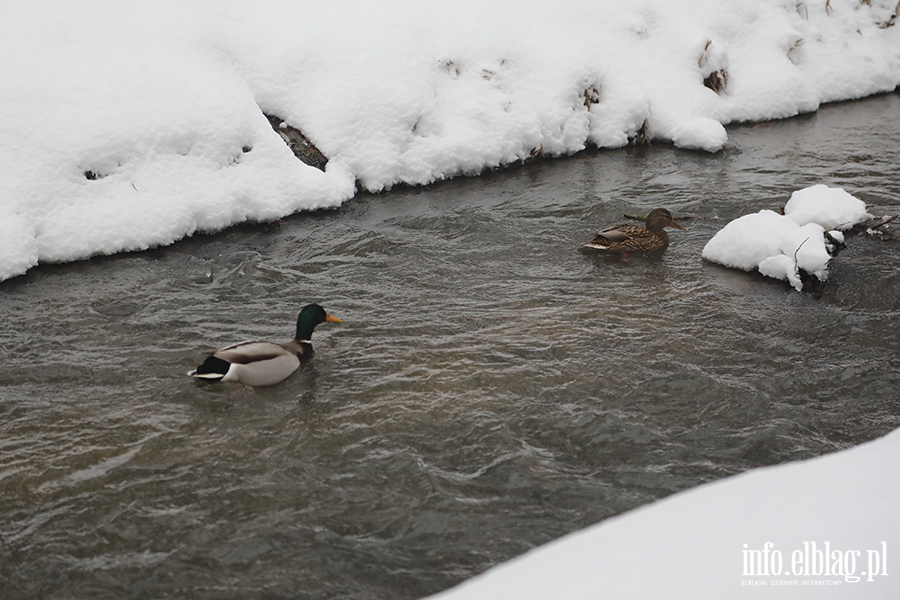 Park dolinka w zimowy wydaniu, fot. 17