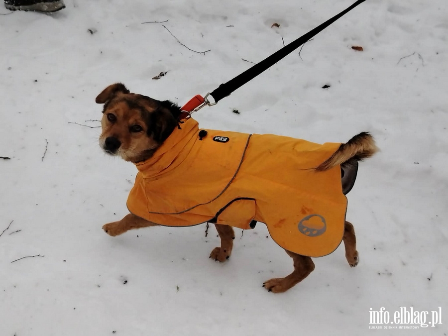 Bieg na 6 �ap, fot. 10