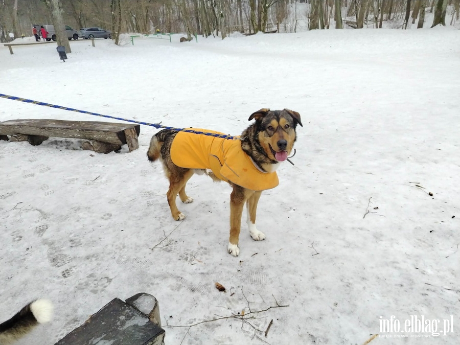 Bieg na 6 �ap, fot. 21