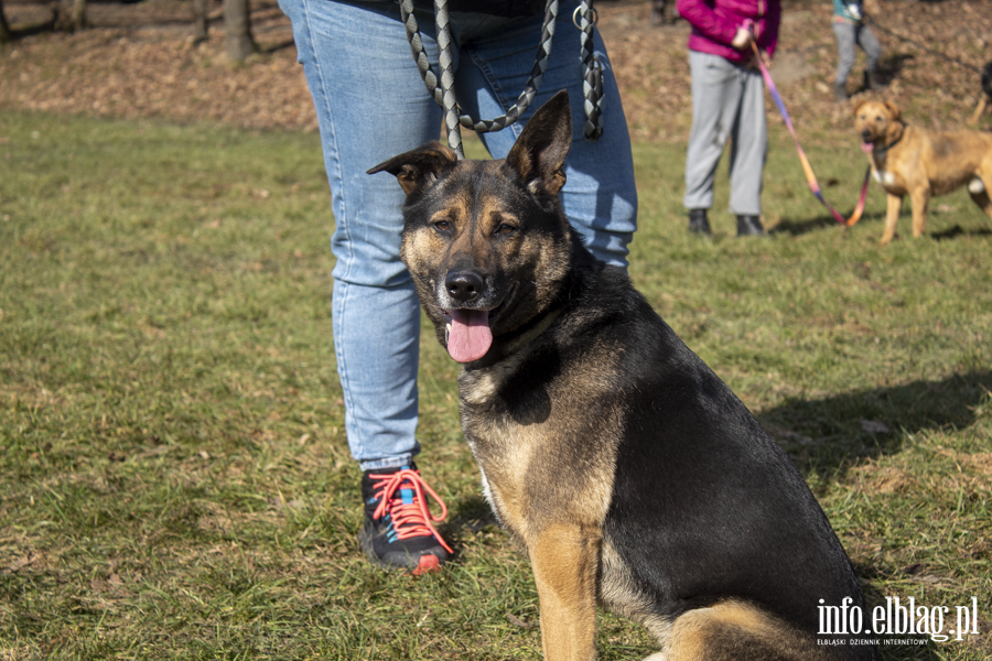 Wiosenny Bieg na 6 �ap, fot. 8