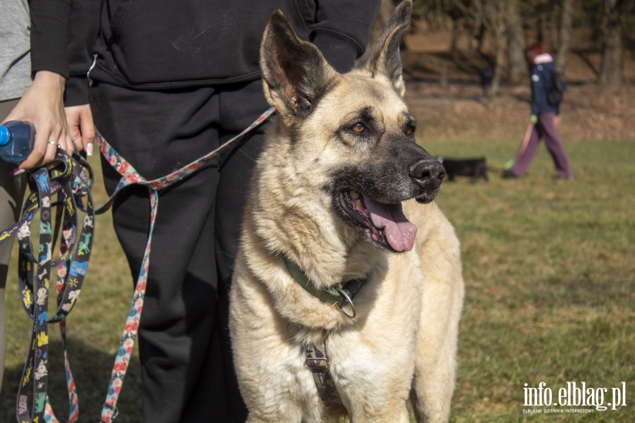 Wiosenny Bieg na 6 �ap, fot. 16