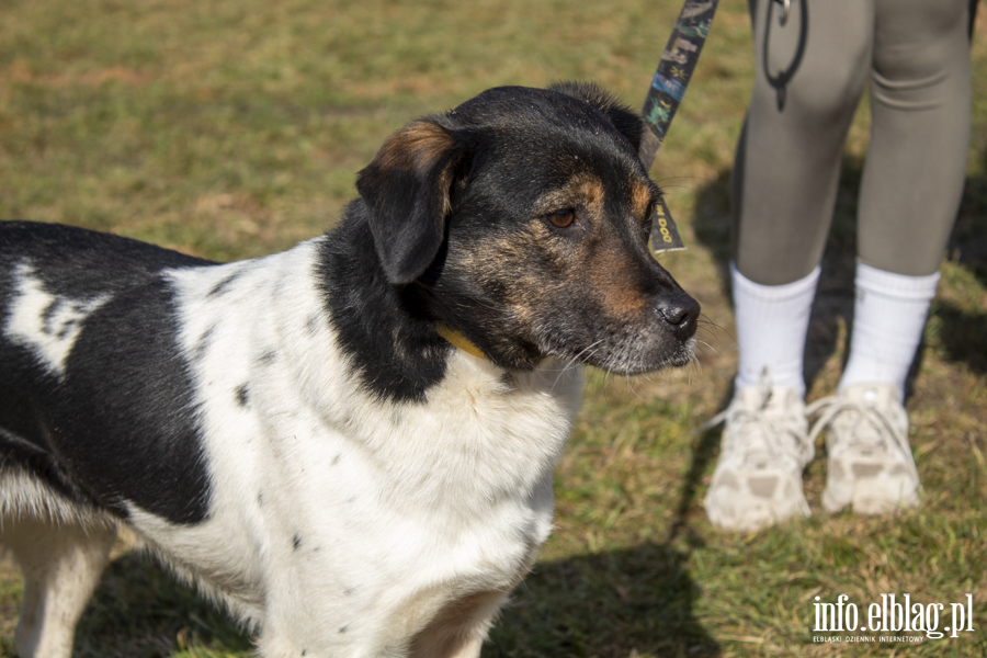 Wiosenny Bieg na 6 �ap, fot. 17