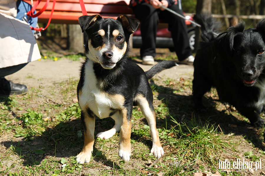 Bieg na 6 �ap 11.04, fot. 2