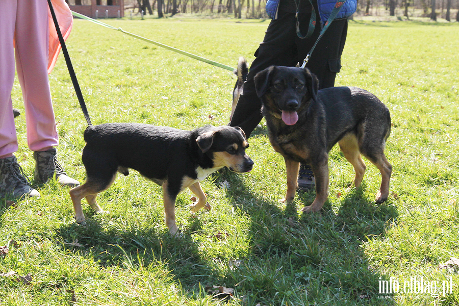 Bieg na 6 �ap 11.04, fot. 3